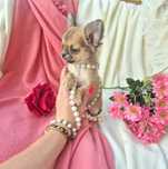 Śliczna Długowłosa Sunia Chihuahua! XS