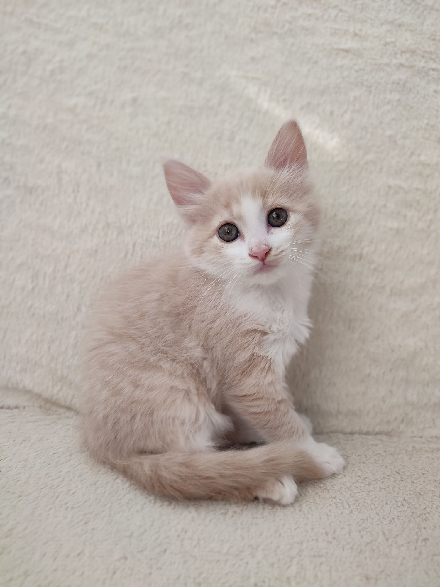 Котенок девочка бесплатно в добрые руки