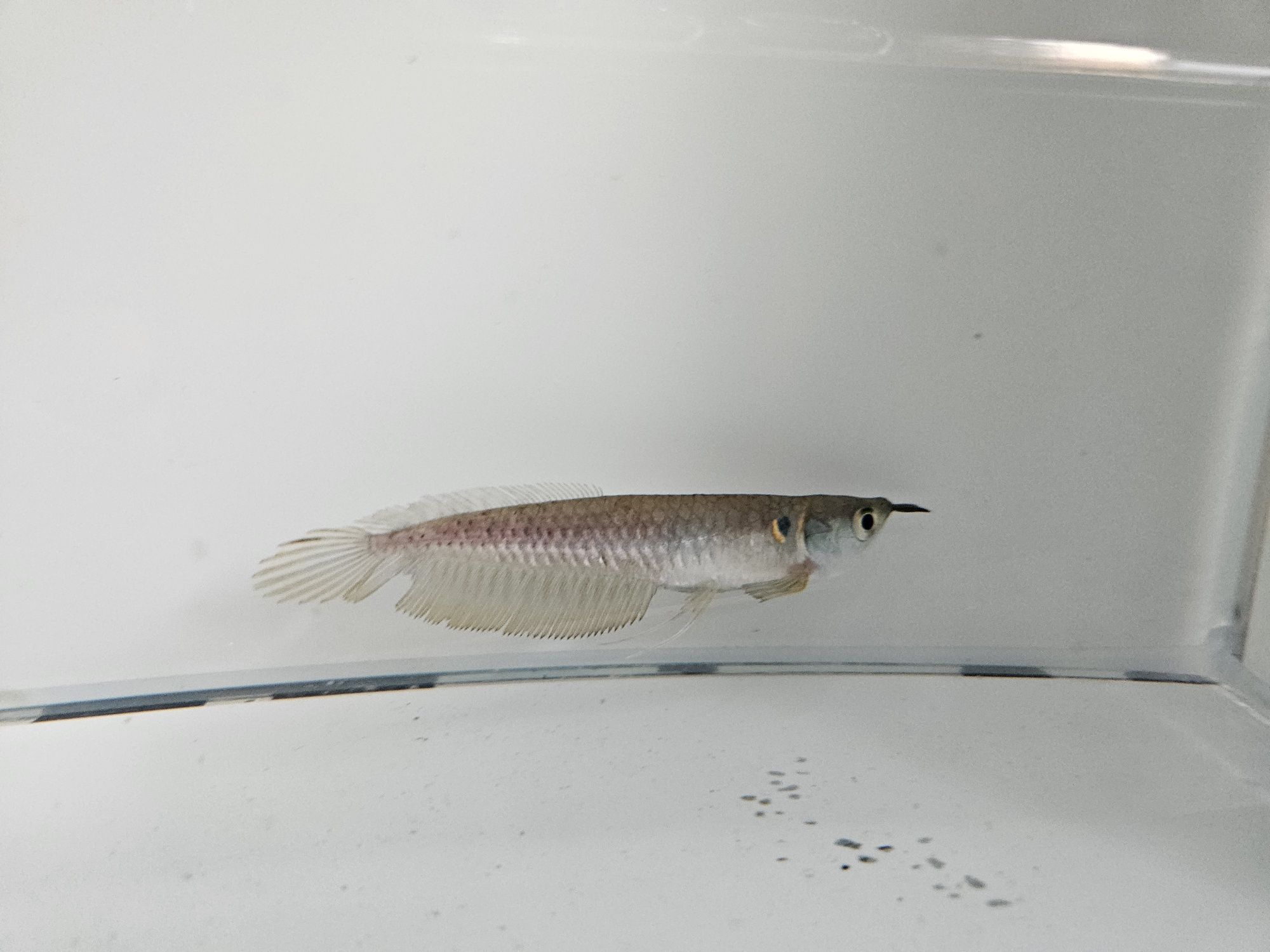 Arowana srebrna zapraszamy