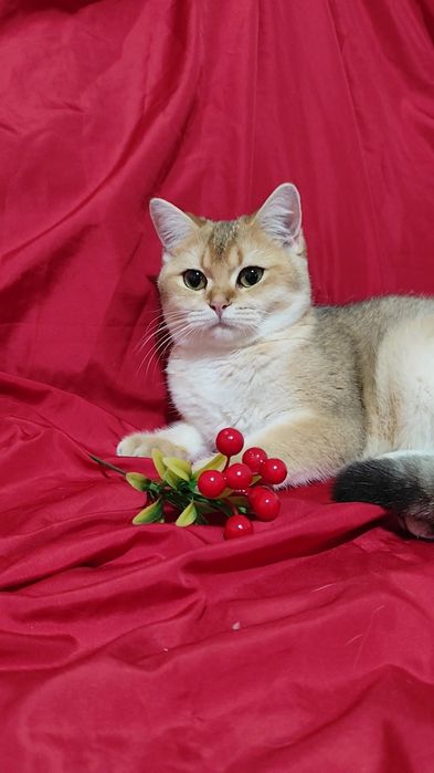 Британская золотая шиншилла прямоухие мальчик девочка