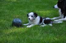 Border Collie, Suczka z Rodowodem ZKwP/FCI