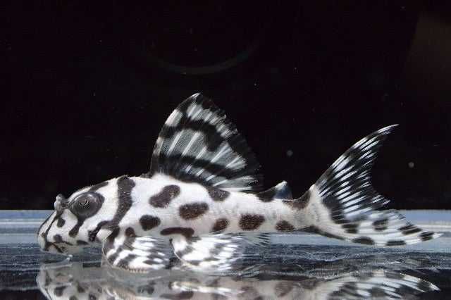 Glonojad, Zbrojnik L 236 super white. Cetarius