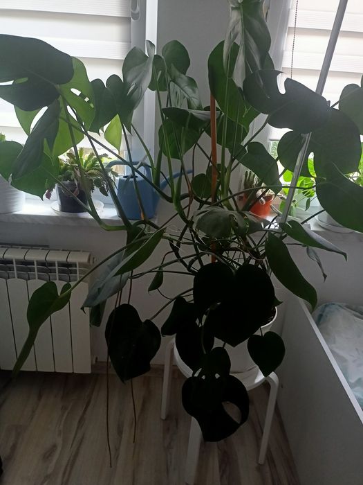 Duży kwiat doniczkowy monstera