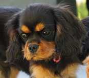 Cavalier King Charles Spaniel - ZKwP FCI