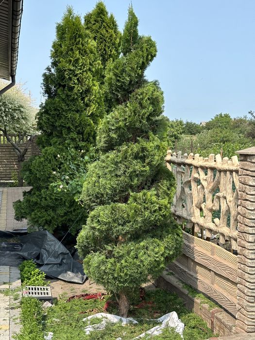 Стрижка хвойних рослин ,