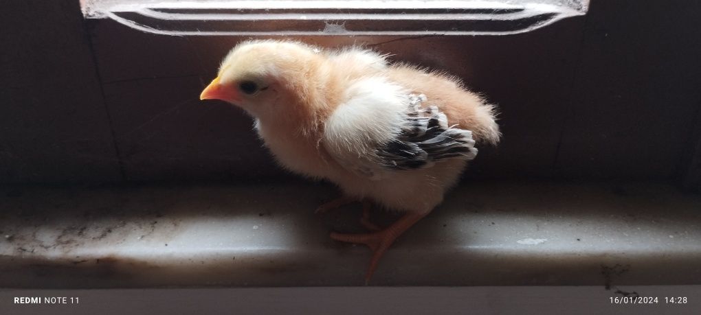 Vendo galinhas,galos,e pintos tudo nascido e crescidos  em casa