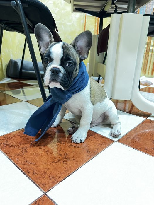 Продам красеня французіка