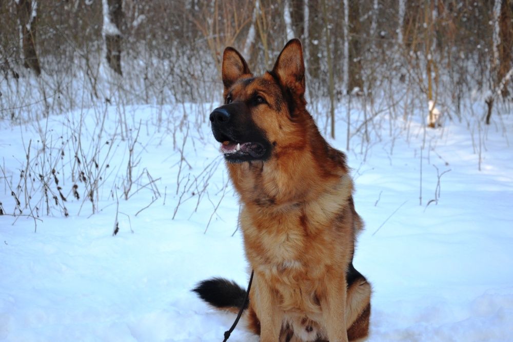 Немецкая овчарка кобель вязка
