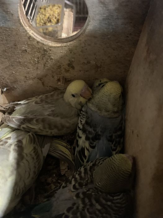 Varios periquitos para venda ou troca