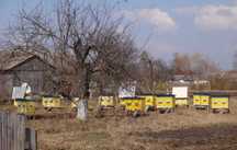 Бджолосім'ї з вуликами