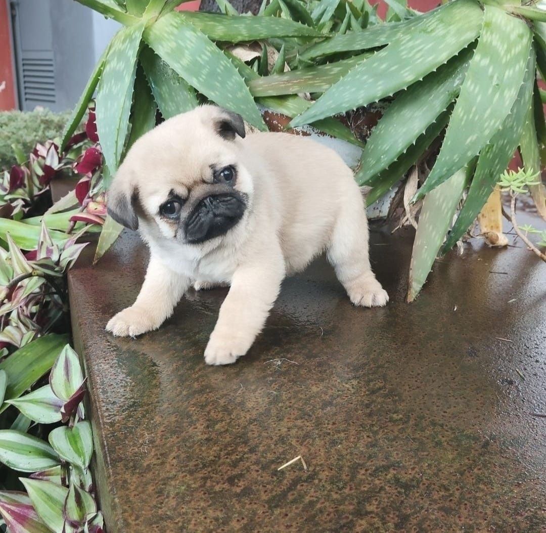 Pug carlin com Lop