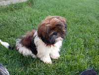 Piesek Shih tzu do odbioru