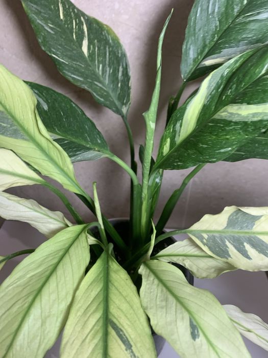 Спатіфілум Діамант, Тетрастігма, філодендрон Дарк