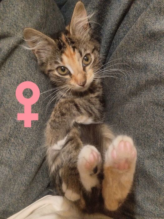 Кошенята у добрі руки