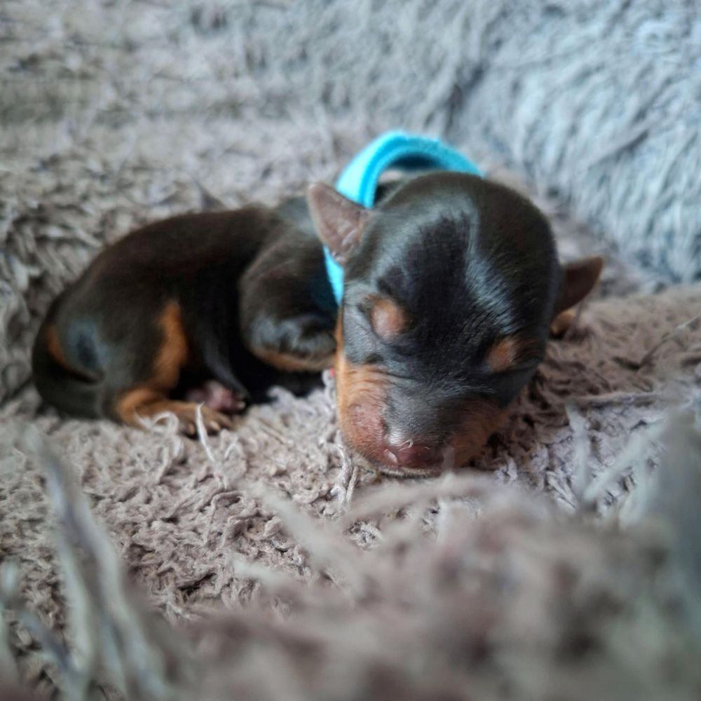 Yorkshire terrier rezerwacja