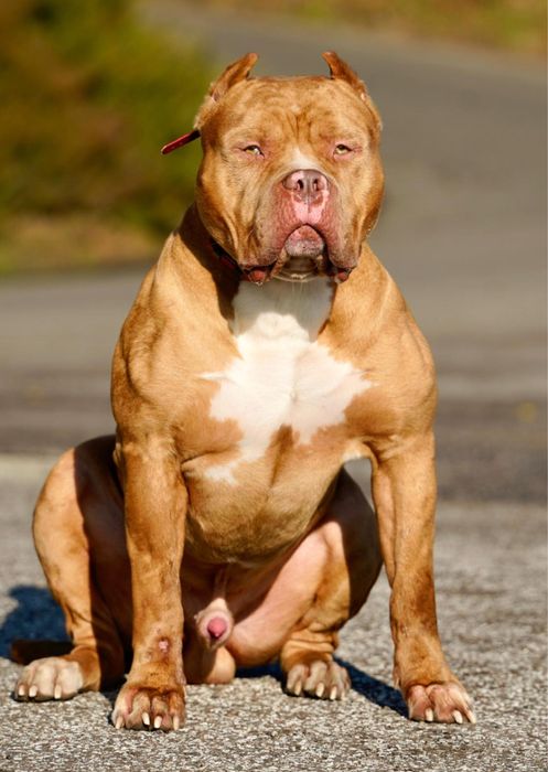 American Bully XL - Pies