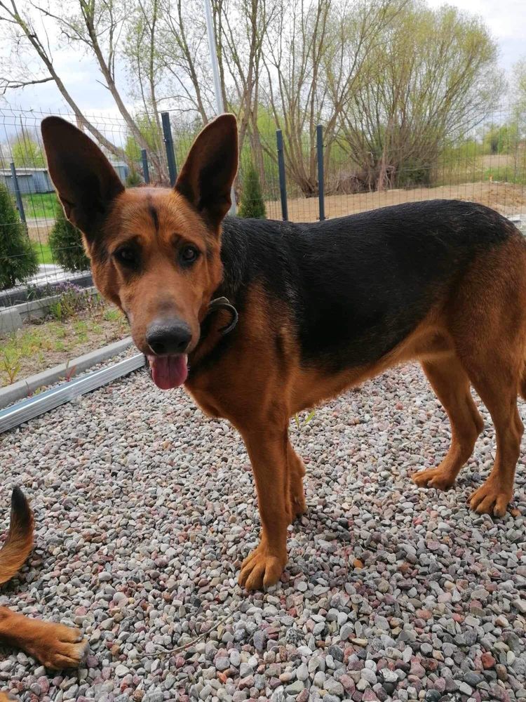 Cudowne, nierozłączne bliźniaki do adopcji!