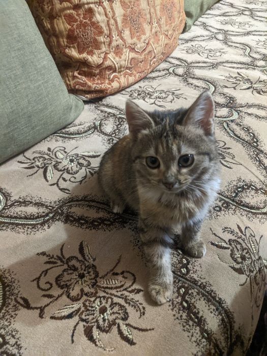 Кошеня віддам безкоштовно