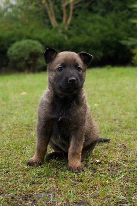 Елітні цуценята малінуа