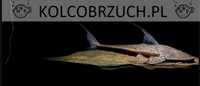 Glonojad - Planiloricaria cryptodon - odłów - WF - dowóz, wysyłka