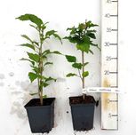 Sadzonki Hibiskusa | Hibiskus Woodbridge | 2-letnie| certyfikat CAC|P9