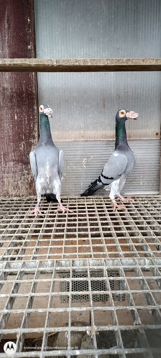 Kariery gołębie kariery