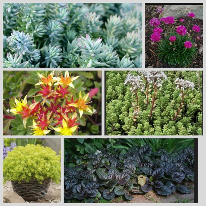 Очиток, седум, армерія, аюга Набір для рокарія альпійських гірок