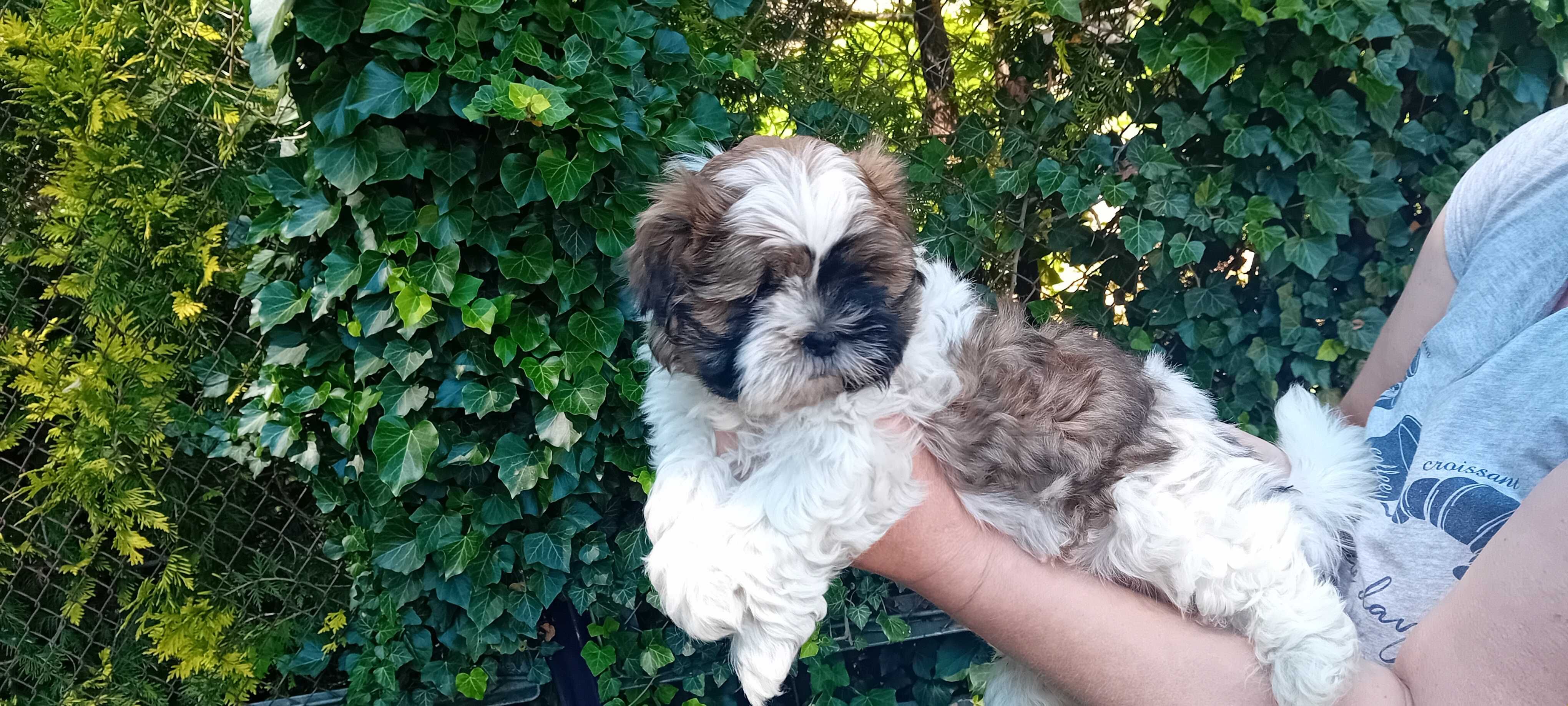 Szczeniak Shih-tzu