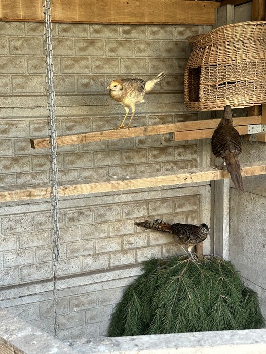 Sprzedam bazanty bananowe 2025r