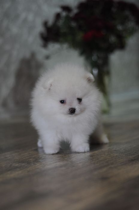 Крутезні ТОП ведмежата, міні та мікро
Білосніжні ТОП ведмежата