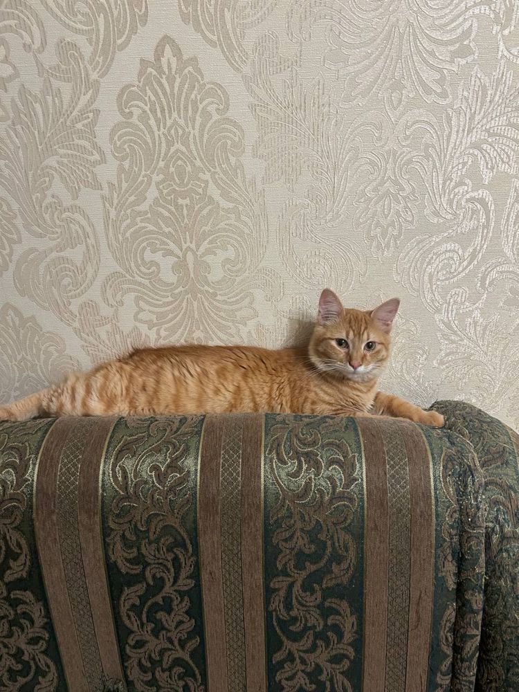Яркий рыжий котенок подросток