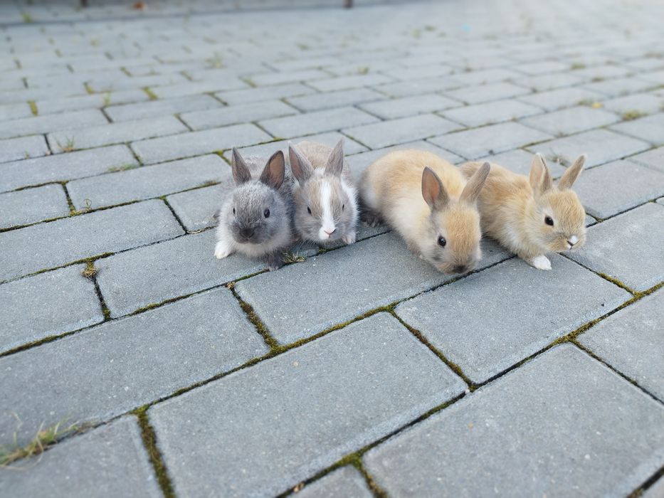 Sprzedam króliki miniaturki