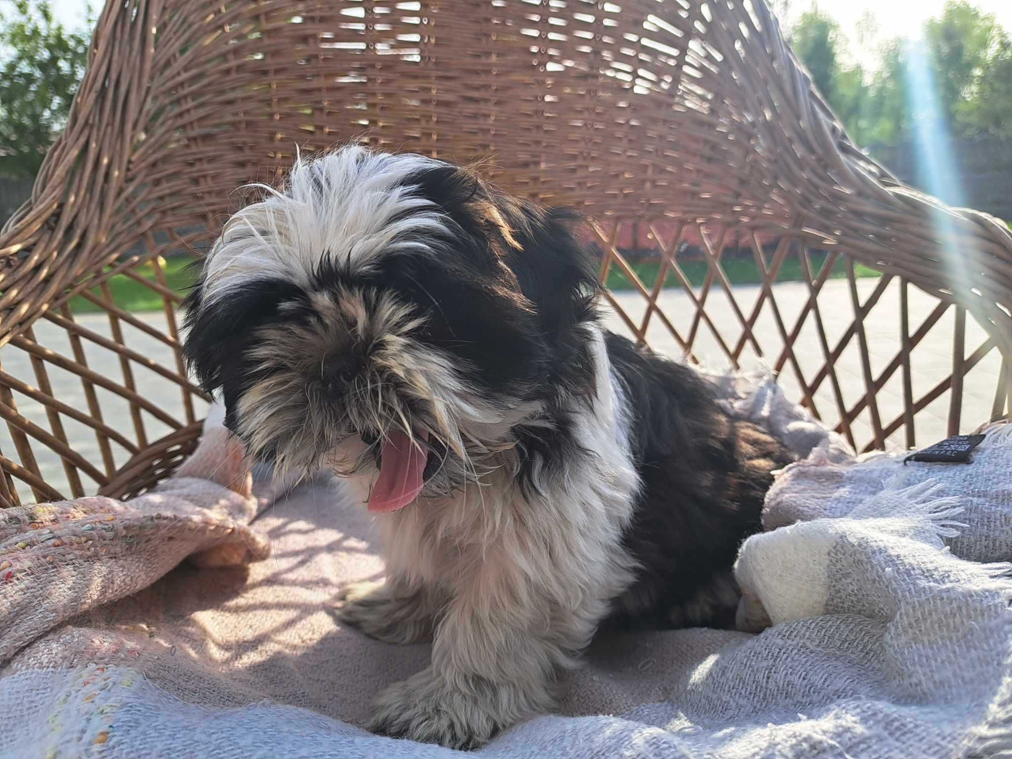 Shih tzu sunia gotowa  na zmiane domu