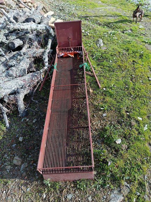 Erguedeira de azeitona.