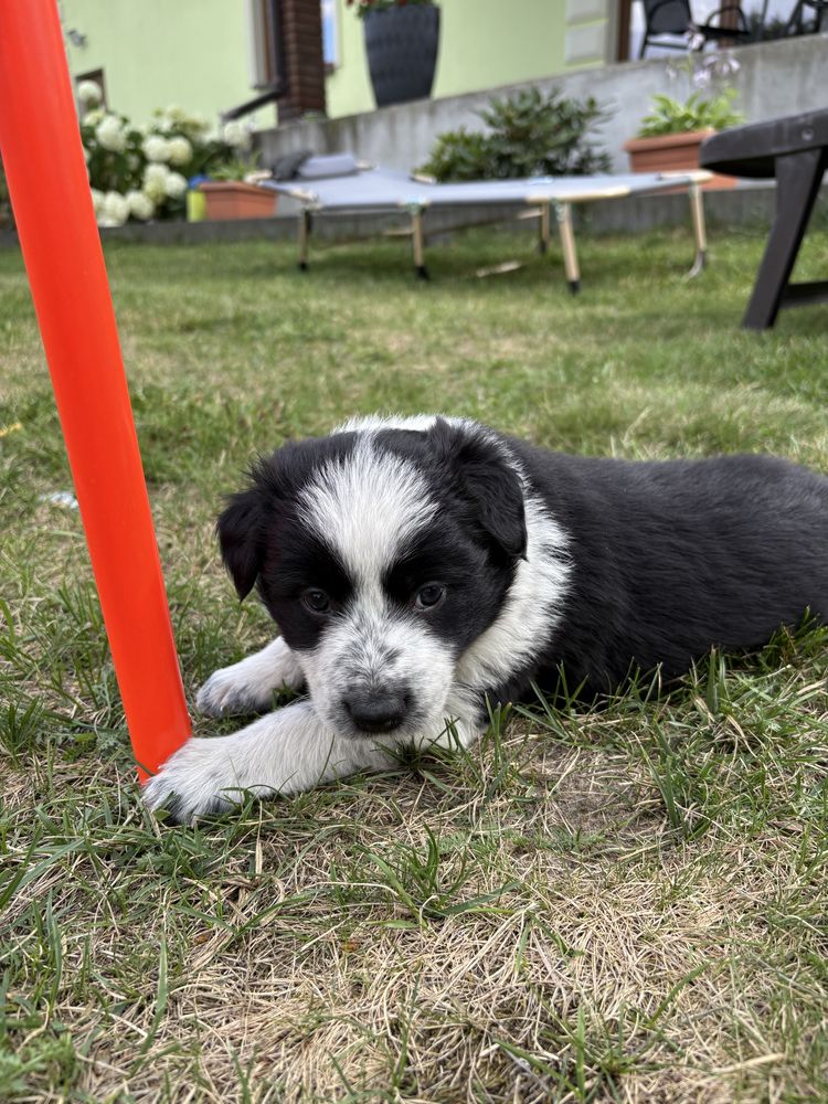 Border Collie czarno-biała suczka
