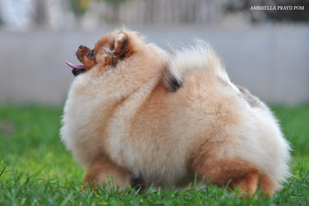 Яскрава красуня Амбрелла