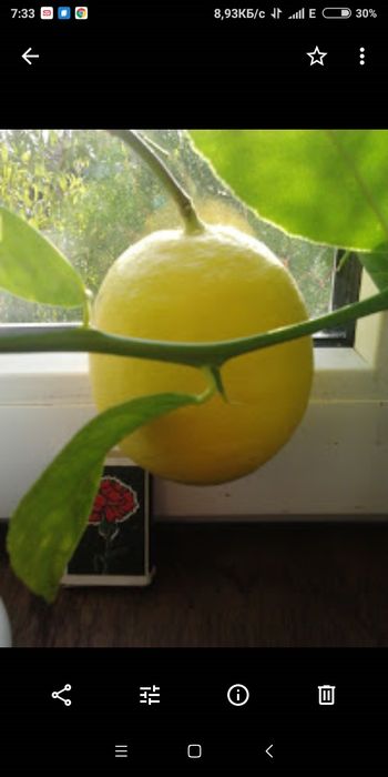 Лимон кімнатний,сорт Мейер з бутонами!