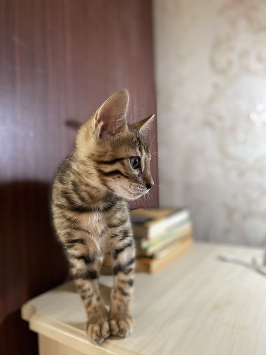 Элитные бенгальские котята — маленькие леопарды в ваш дом!