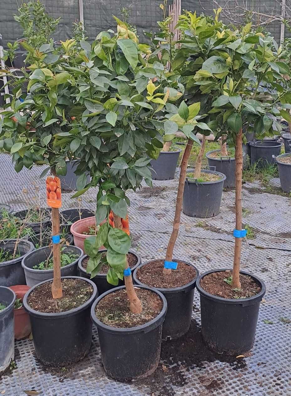 LARANJEIRAS (Citrus Sinensis)