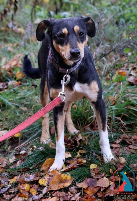 Nixi 19/25 - SZUKA DOMU!