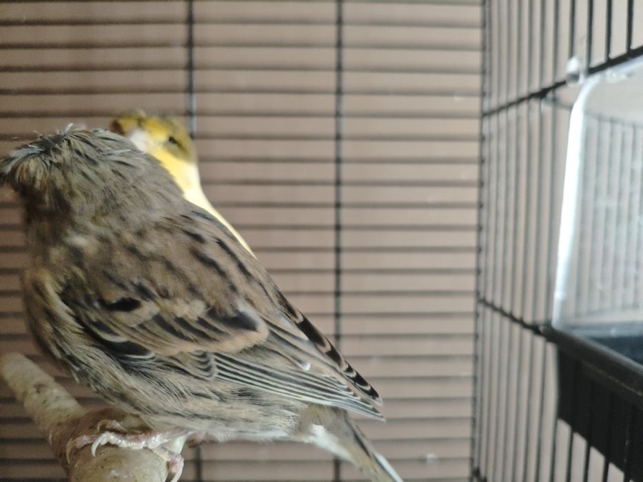 Kanarki samce i samice