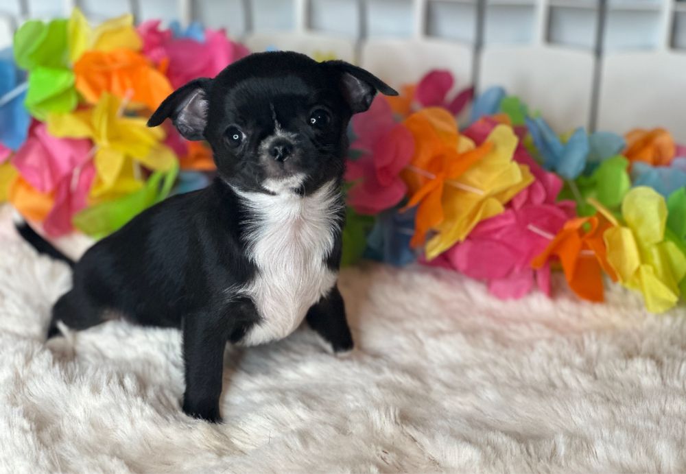 Chihuahua - z rodowodem