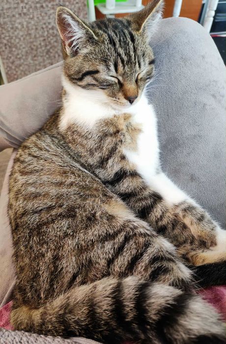 Pilne... Dom na już poszukiwany