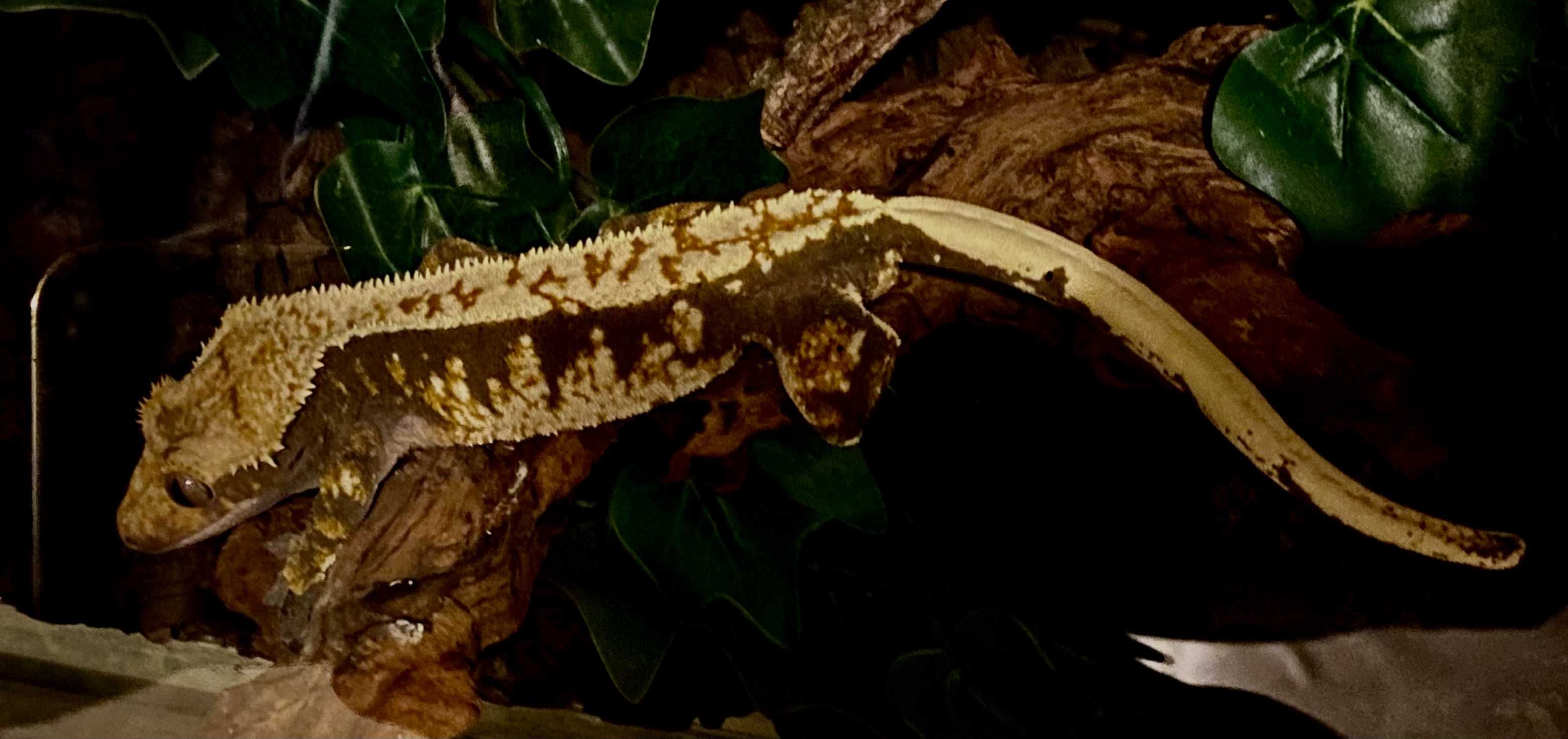 Gekon orzęsiony, Crested gecko – samiec, okazja!!!