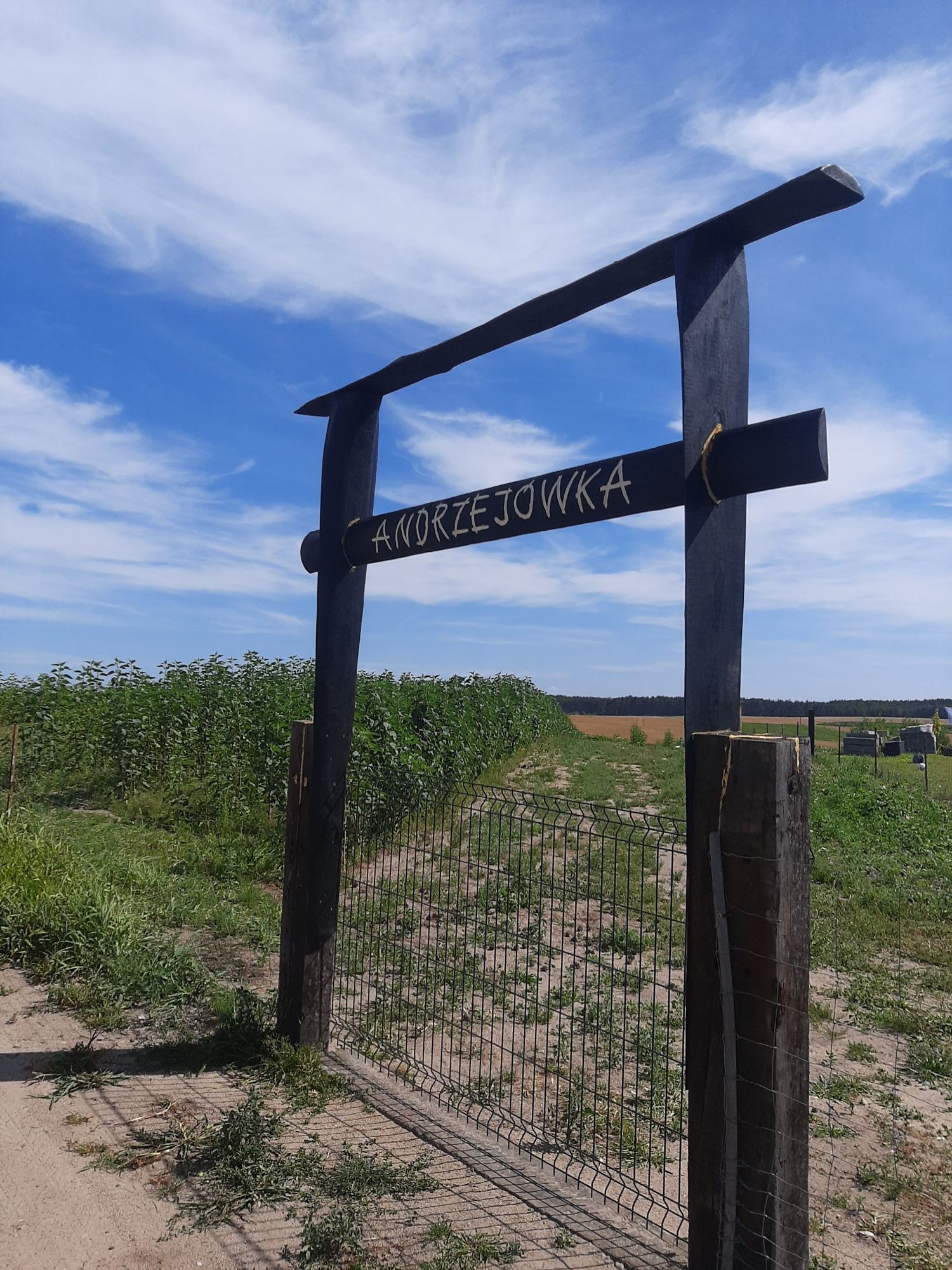 Topinambur czerwony Rubik do spożycia lub sadzenia