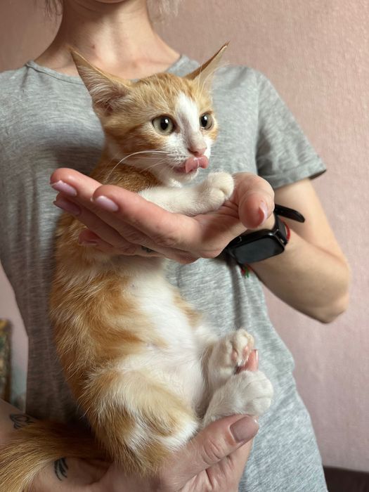 Риже котеня 4 місяці