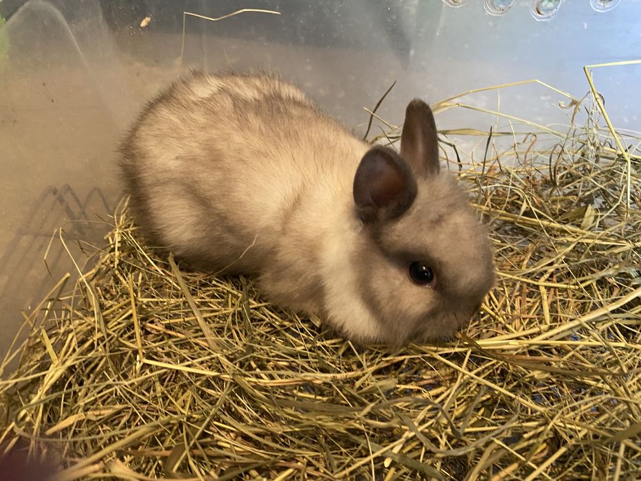 Декоративные львиноголовые кролики