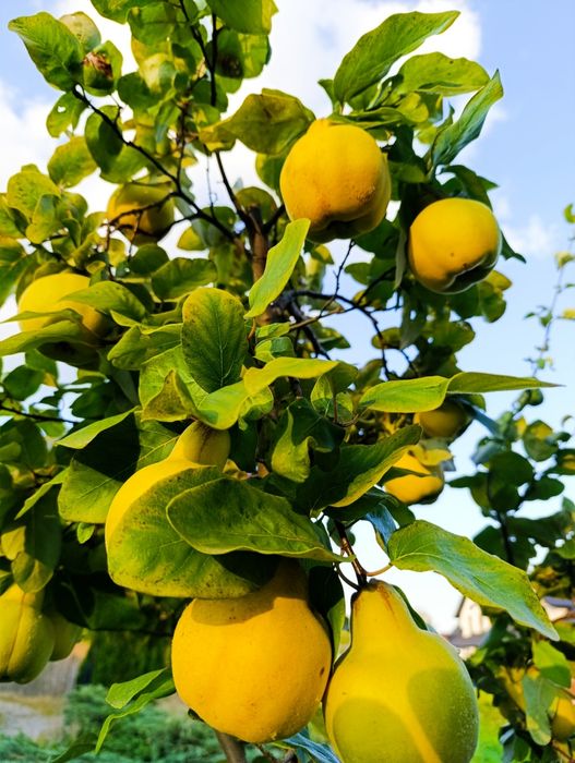 5kg Pigwy z wiejskiego ogrodu