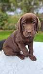 Labrador Retriever FCI / ZKwP