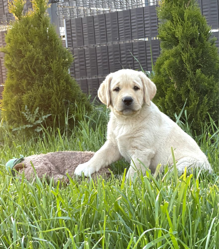 Labrador Retriever szczeniak FCI